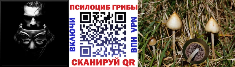 купить   Прохладный  OMG вход  Галлюциногенные грибы Cubensis 